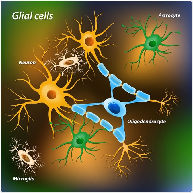 glial_cells