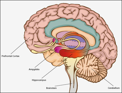 hippocampus