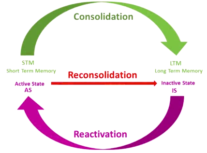 reconsolidation